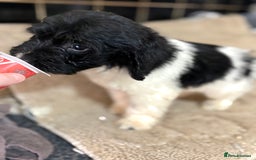 Cockapoo dogs for sale: 🍭stunning F1 cockerpoos🍭 in Spennymoor - Image 9