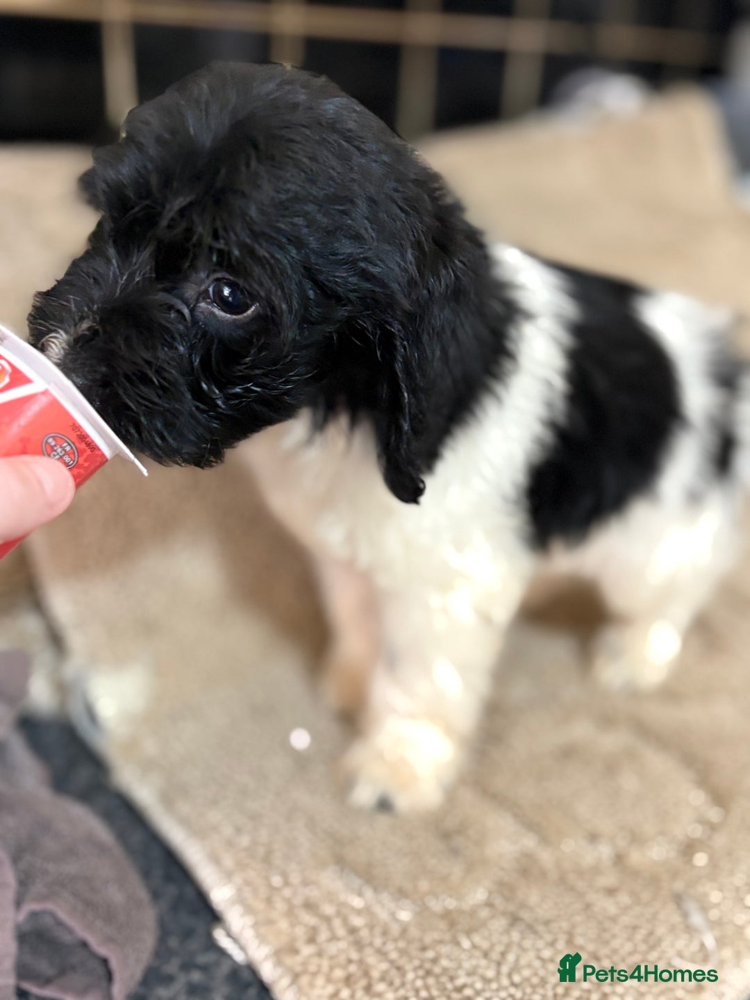 Cockapoo dogs for sale: 🍭stunning F1 cockerpoos🍭 in Spennymoor - Image 9