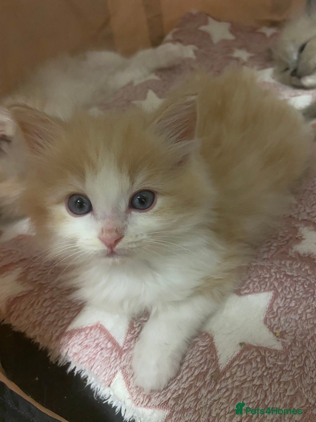 Ragdoll cats for sale: TICA mink sepia and cream ragdoll kittens - Advert 8