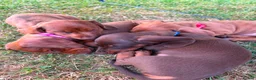 Miniature Dachshund dogs for sale: Beautiful Miniature Dachshunds 🐾 - Advert 13