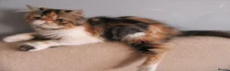 Persian cats for sale: Fantastic Female Persian kitten ready now - Advert 10