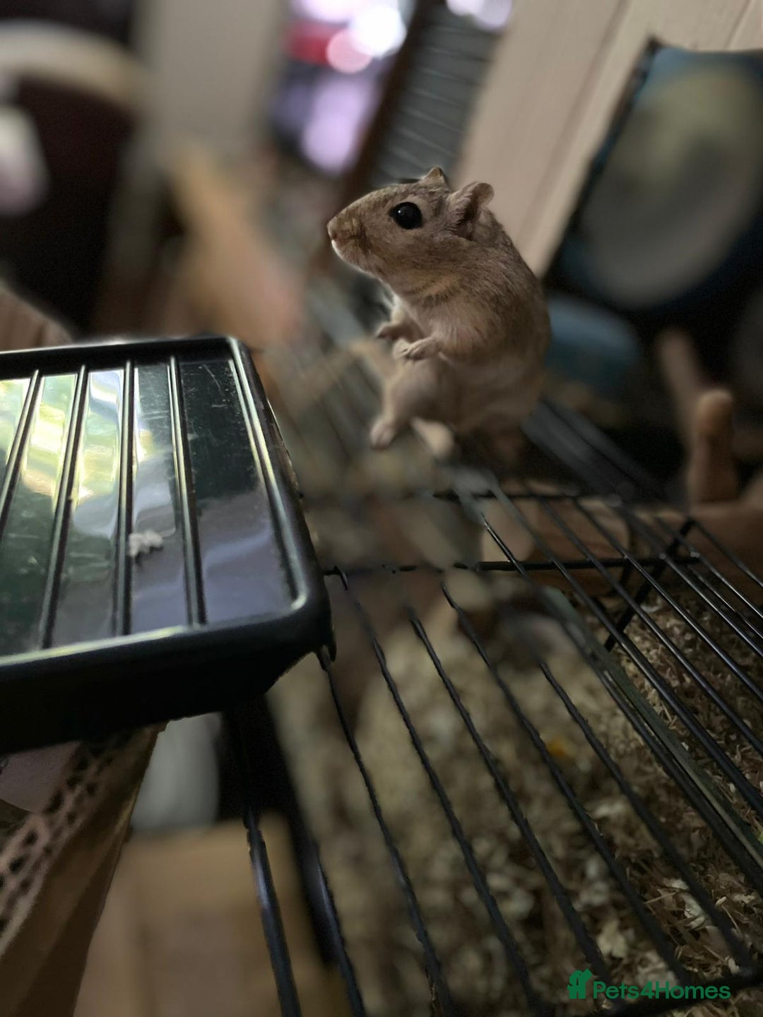 Gerbil rodents for sale: 2 Male Gerbils - Advert 5