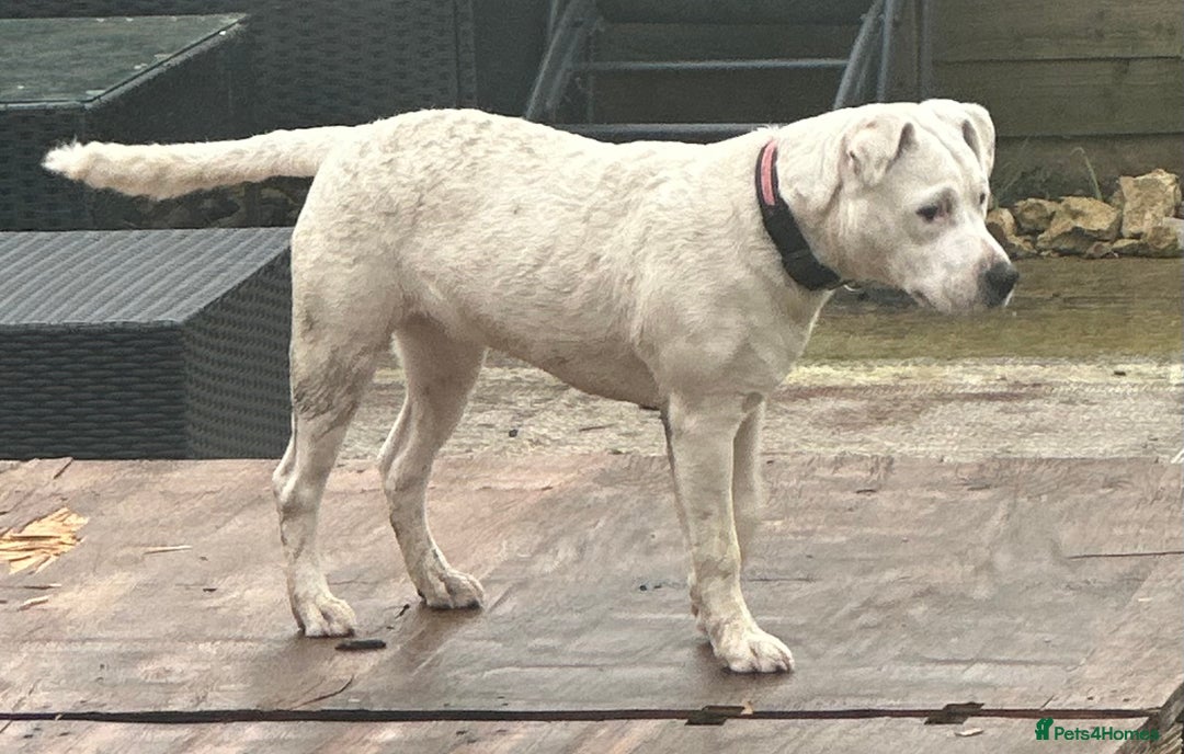 Mixed Breed dogs for sale: Mila staff x American bully - Advert 2