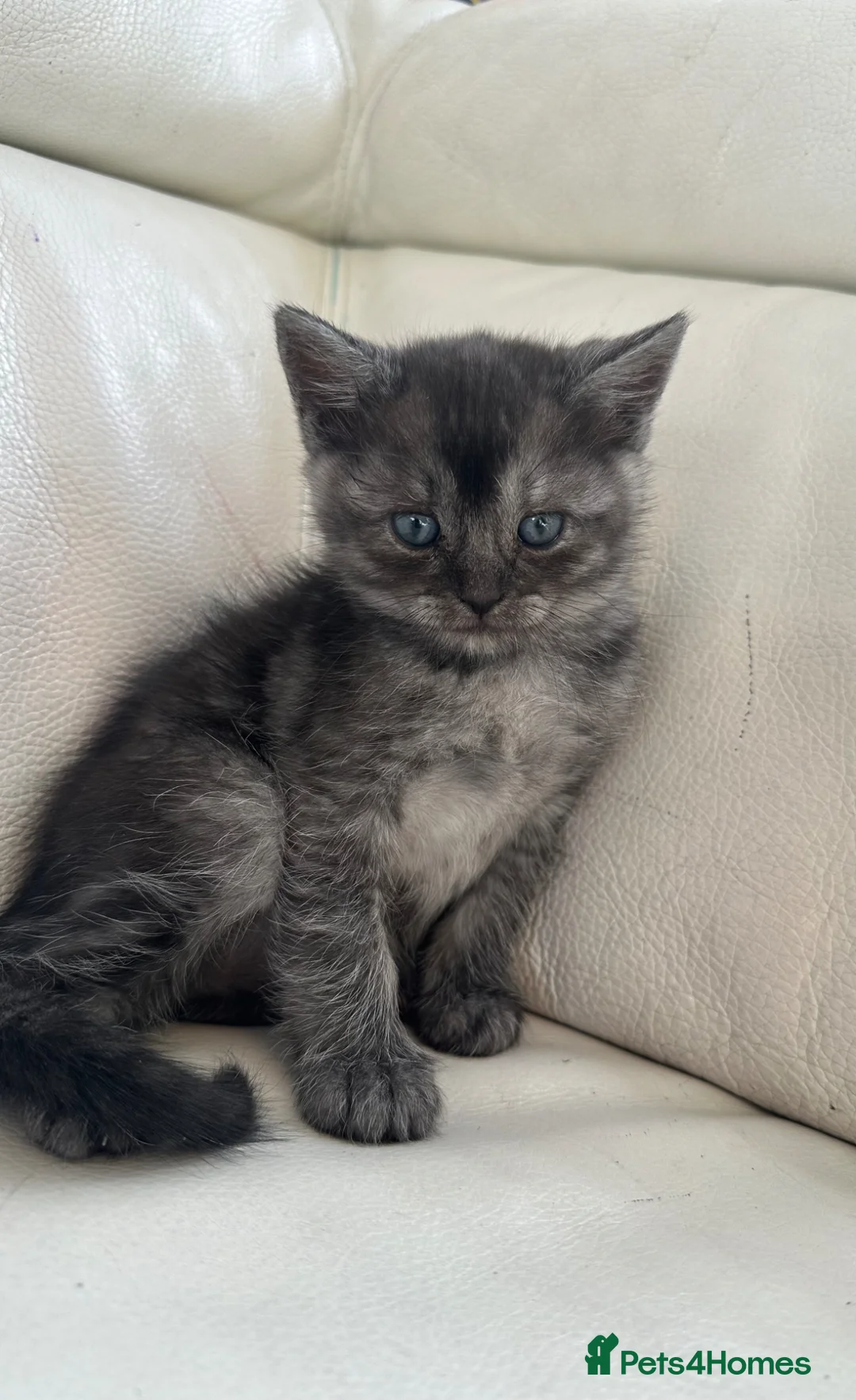 Scottish Fold cats for sale: Stunning Black smoke straight girl  - Advert 1