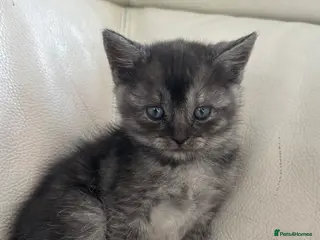 Scottish Fold cats Stunning Black smoke straight girl - Advert 12