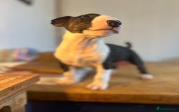 English Bull Terrier dogs for sale: Ready now  - Image 10
