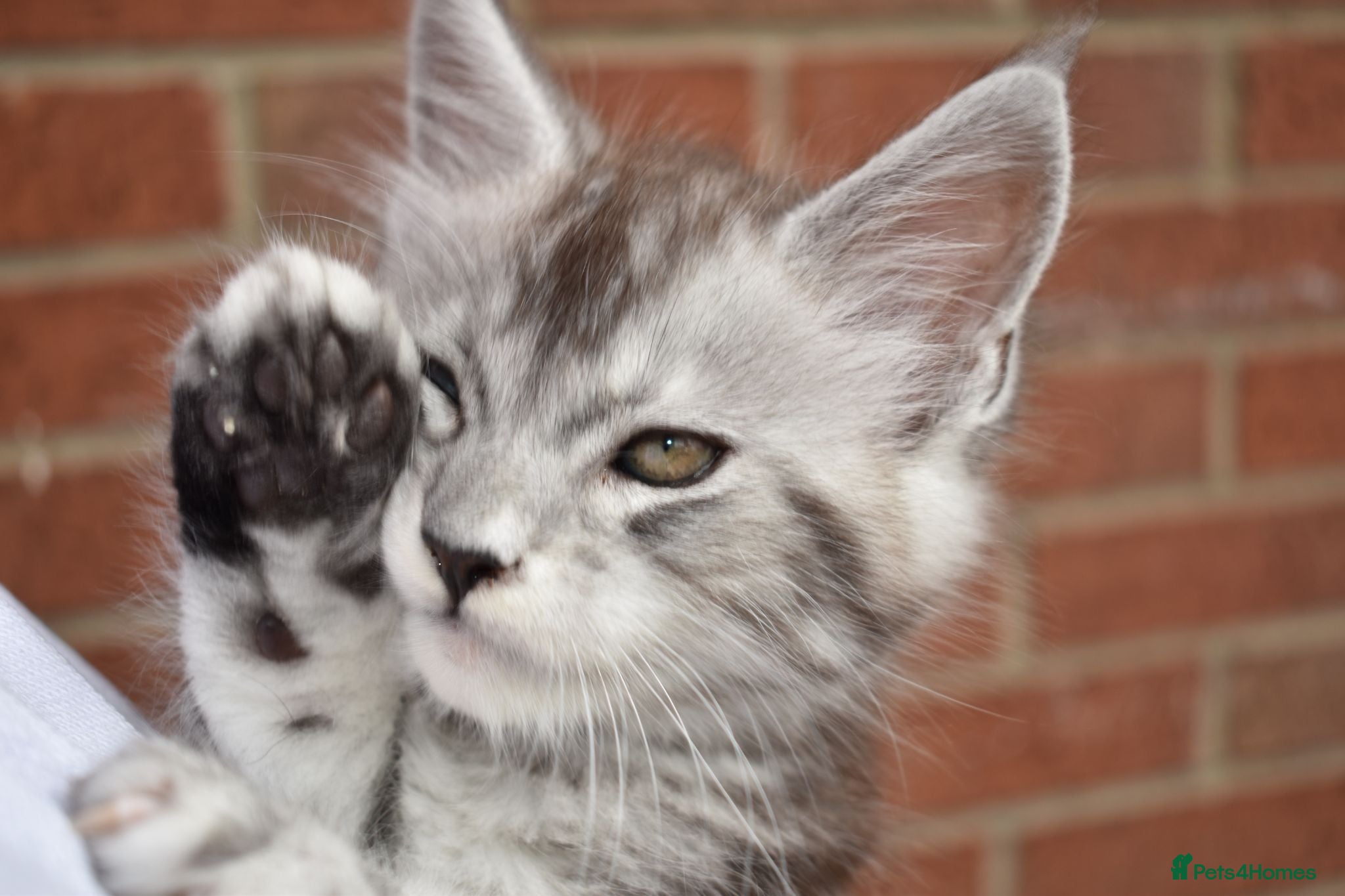 Maine Coon cats 😊Beautiful TICA registered Maine Coon Kittens😊  - Advert 2
