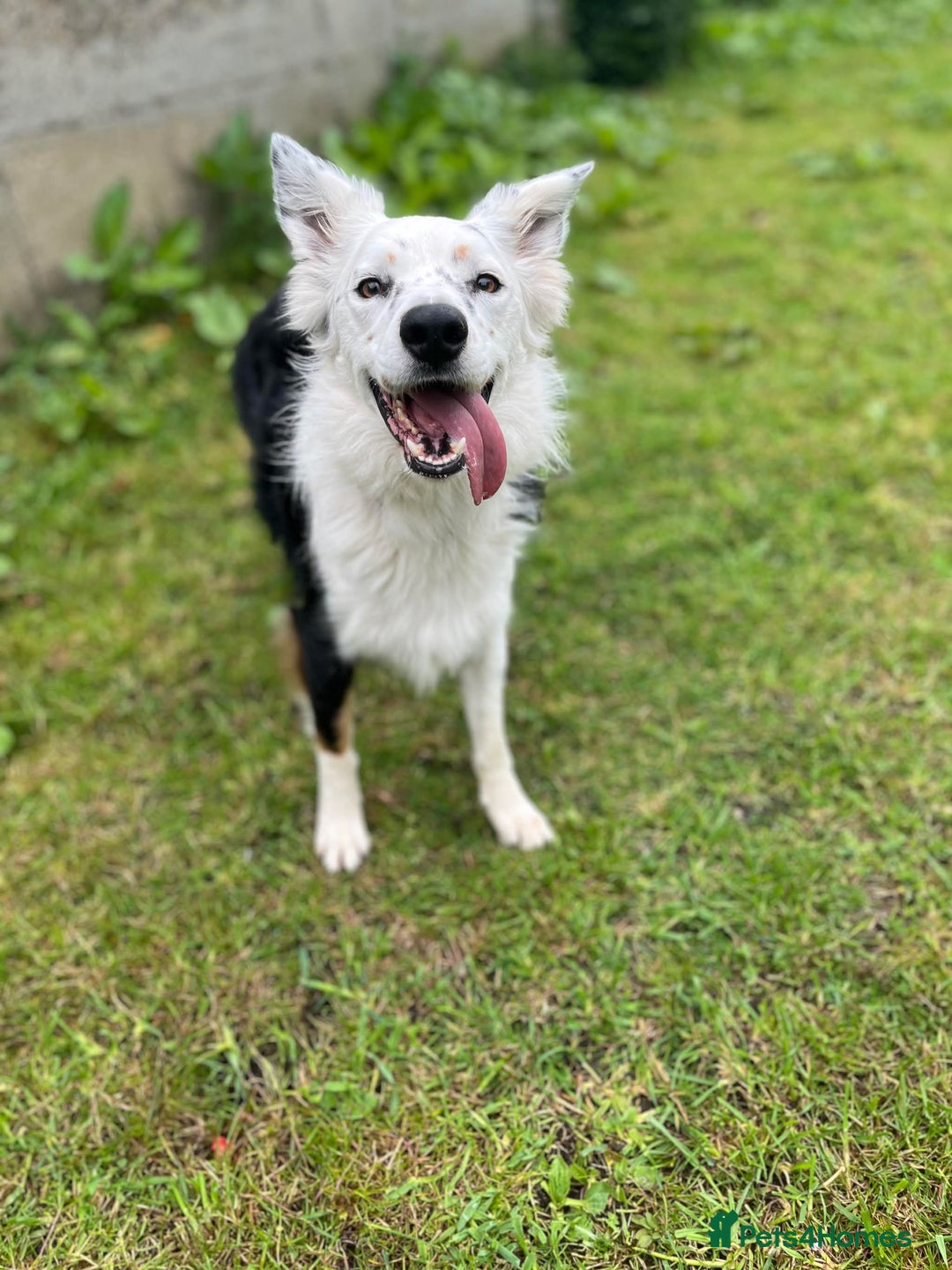 Border Collie dogs for sale: FOR REHOMING: Griff – 3-year-old Border Collie - Advert 2