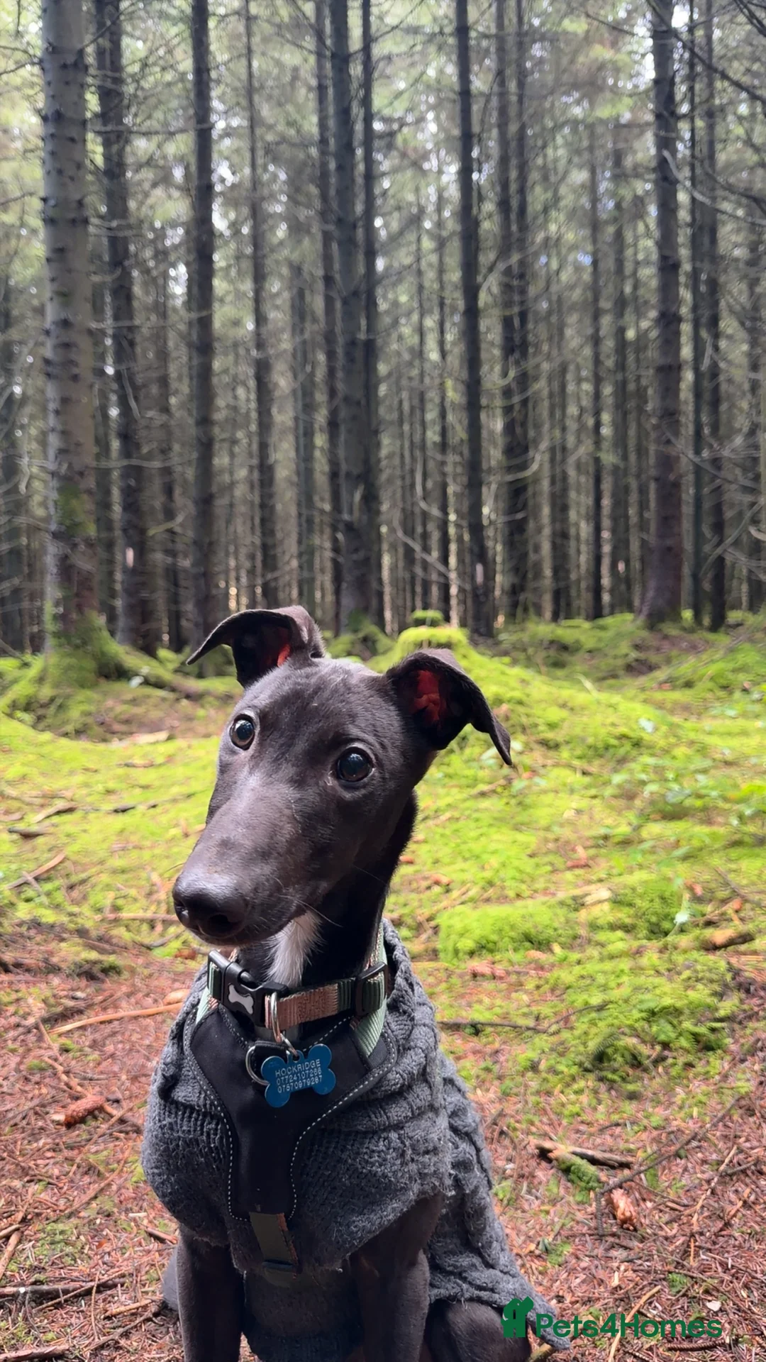 Lurcher dogs for sale: Lurcher Puppy - Advert 2