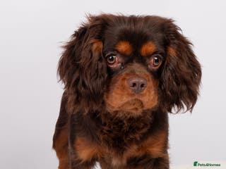 Cavalier King Charles Spaniel dogs KC REG HEALTH TESTED CHOC & TAN CAV STUD - Advert 4