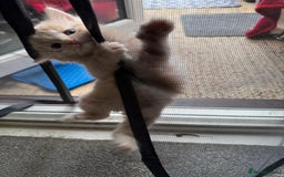 Bengal cats for sale: Bengal Mixed Litter - 2 Ginger & 1 Blue/Grey - Image 22