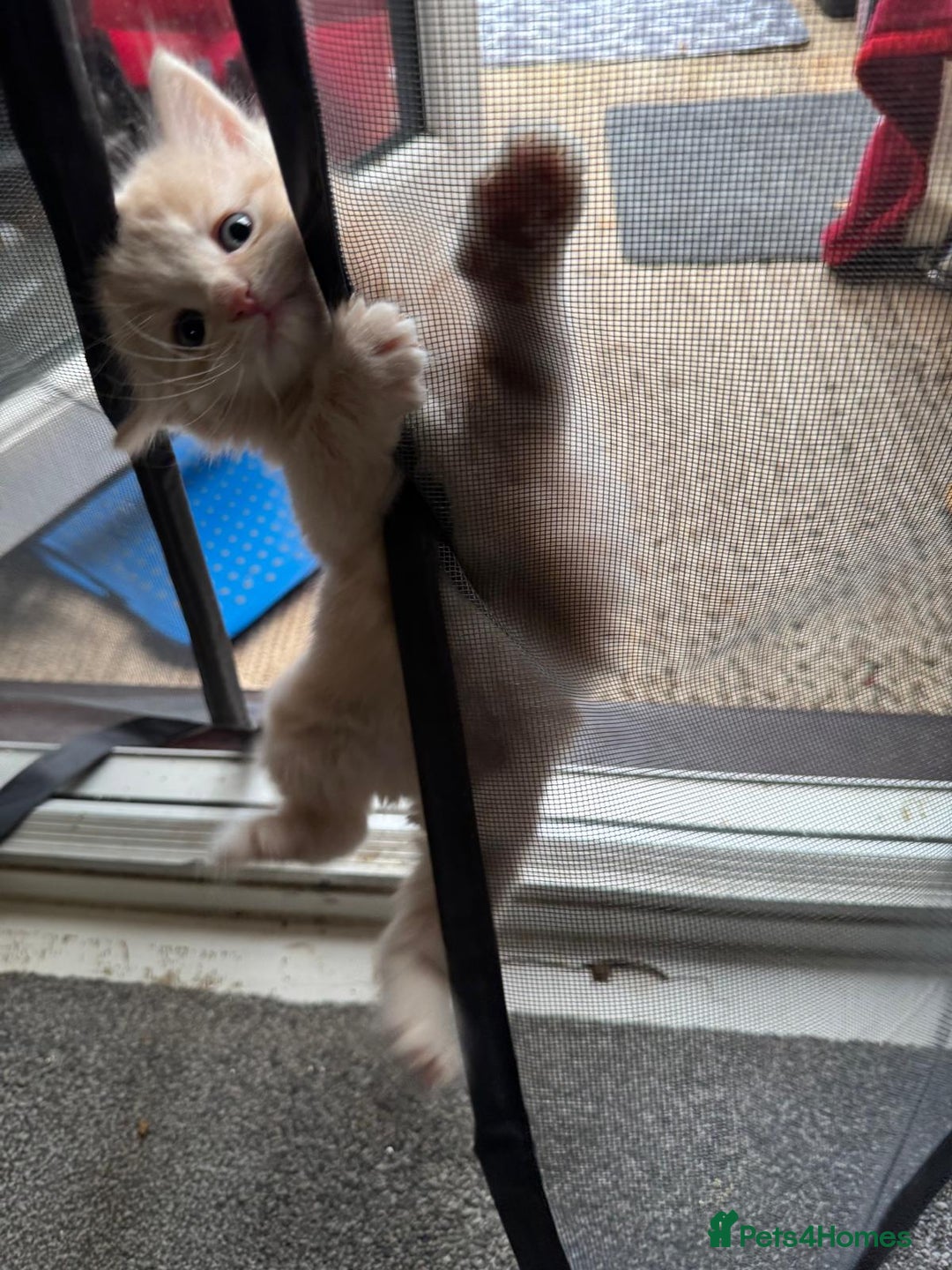 Bengal cats for sale: Bengal Mixed Litter - 2 Ginger & 1 Blue/Grey - Image 22