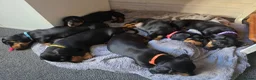 Dachshund dogs for sale: Stunning Standard Smooth hair Dachshund Puppies. - Advert 1