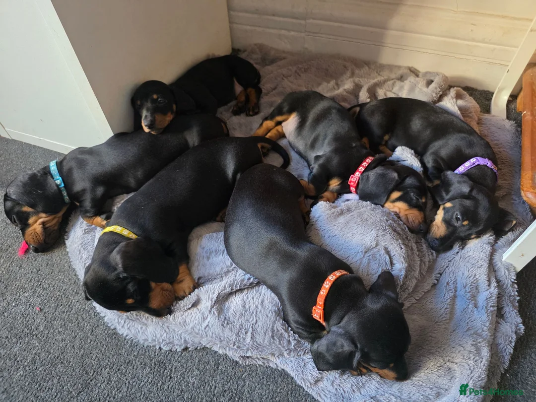 Dachshund dogs for sale: Stunning Standard Smooth hair Dachshund Puppies. - Advert 1