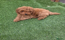 Toy Poodle dogs for sale: Toy poodle pups for sale - Image 1