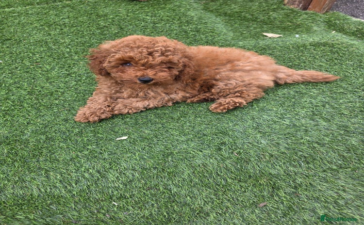 Toy Poodle dogs for sale - Advert 1