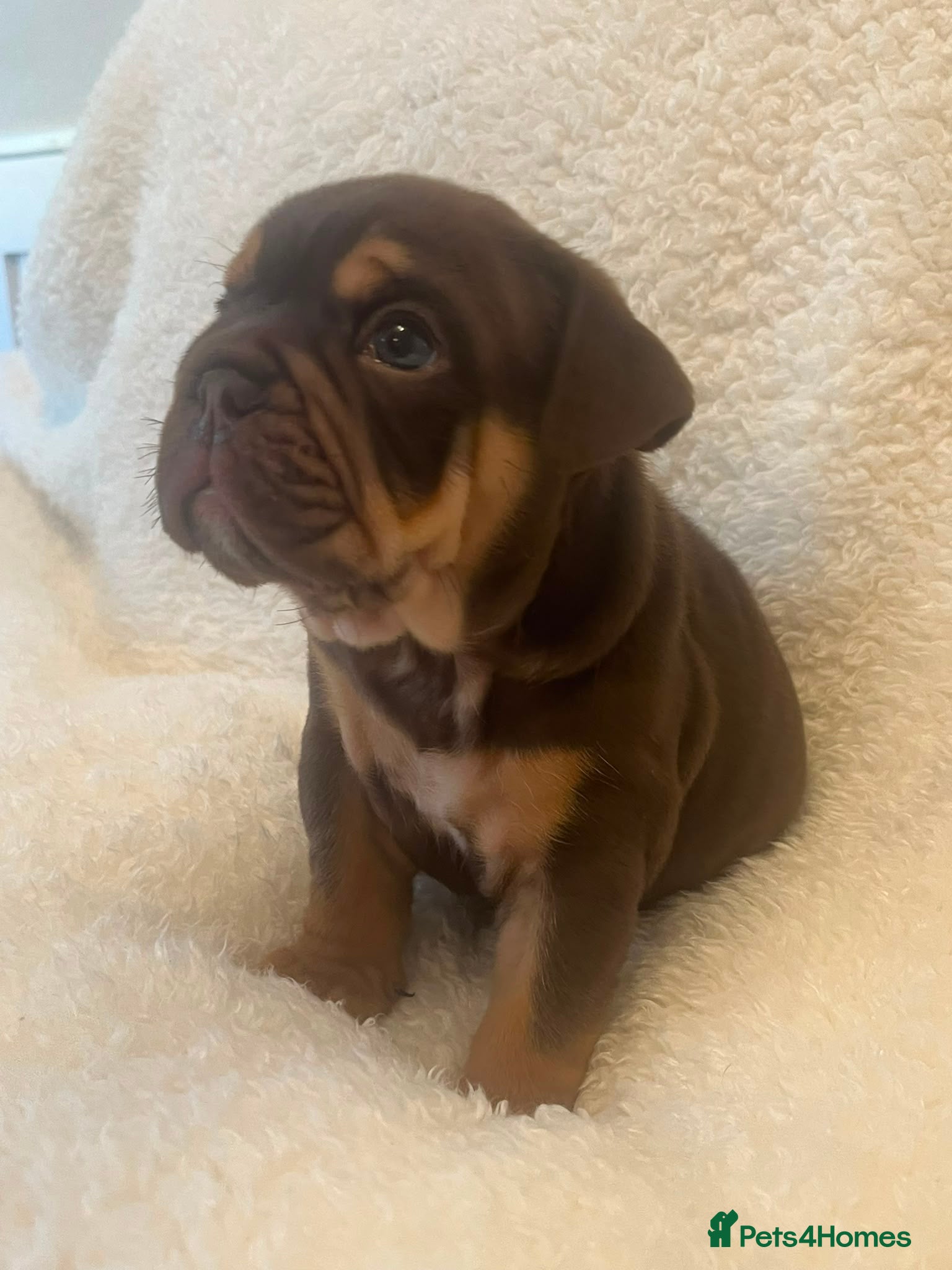 English Bulldog dogs English Bulldog puppies - Advert 2