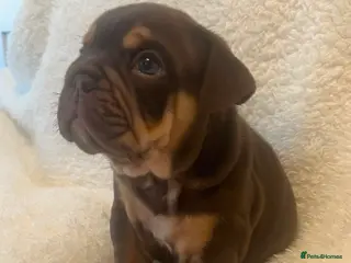 English Bulldog dogs English Bulldog puppies - Advert 2