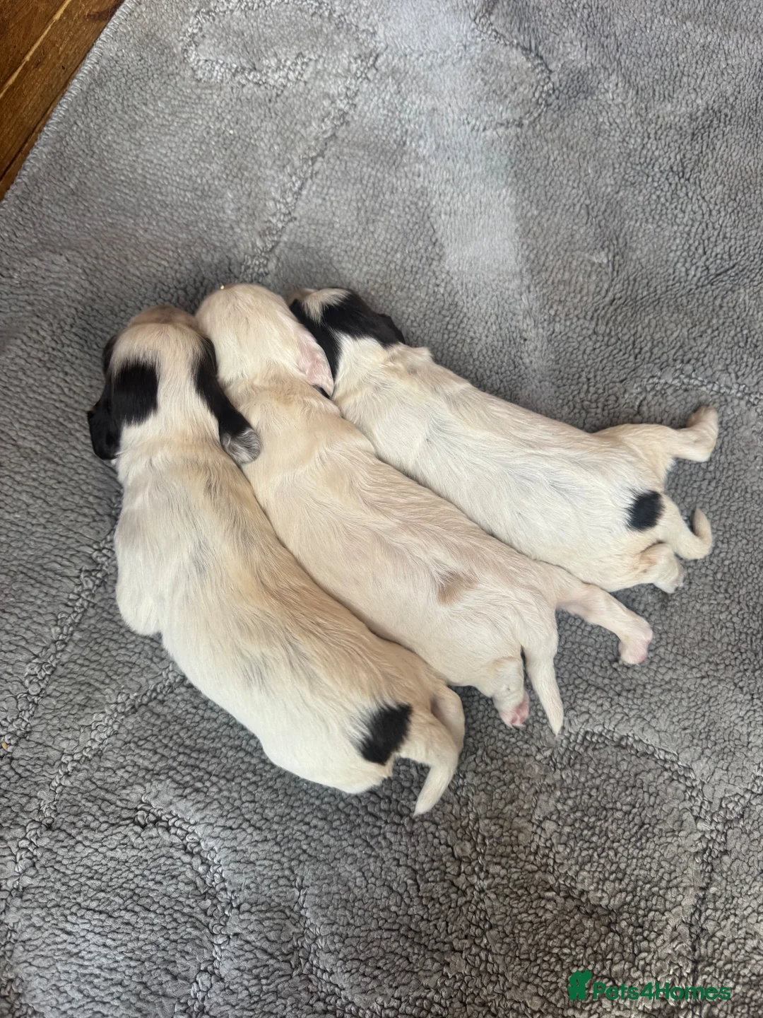 Cocker Spaniel dogs for sale: Half Show Half Working Cocker Spaniel Puppies  in Wisbech - Advert 5