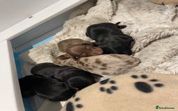 Miniature Dachshund dogs for stud: Proven dapple dachshund for stud - Image 10