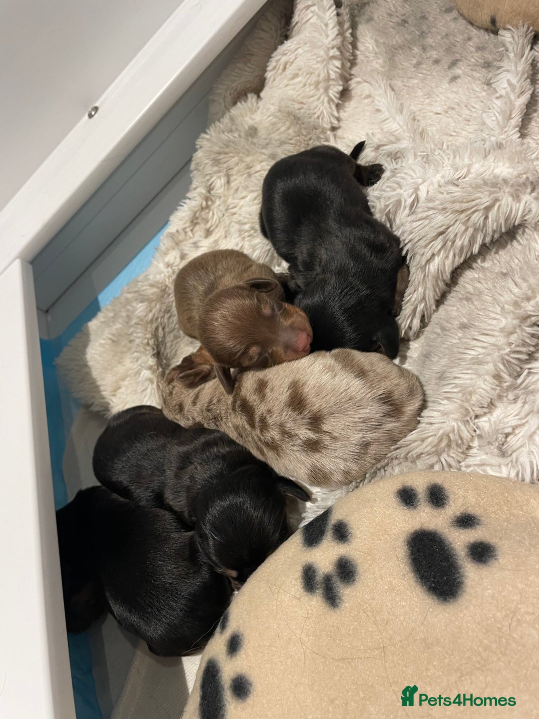 Miniature Dachshund dogs for stud: Proven dapple dachshund for stud - Image 10