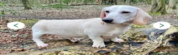 Miniature Dachshund dogs for sale: 4 Beautiful KC Reg Miniature Dachshunds - Advert 3