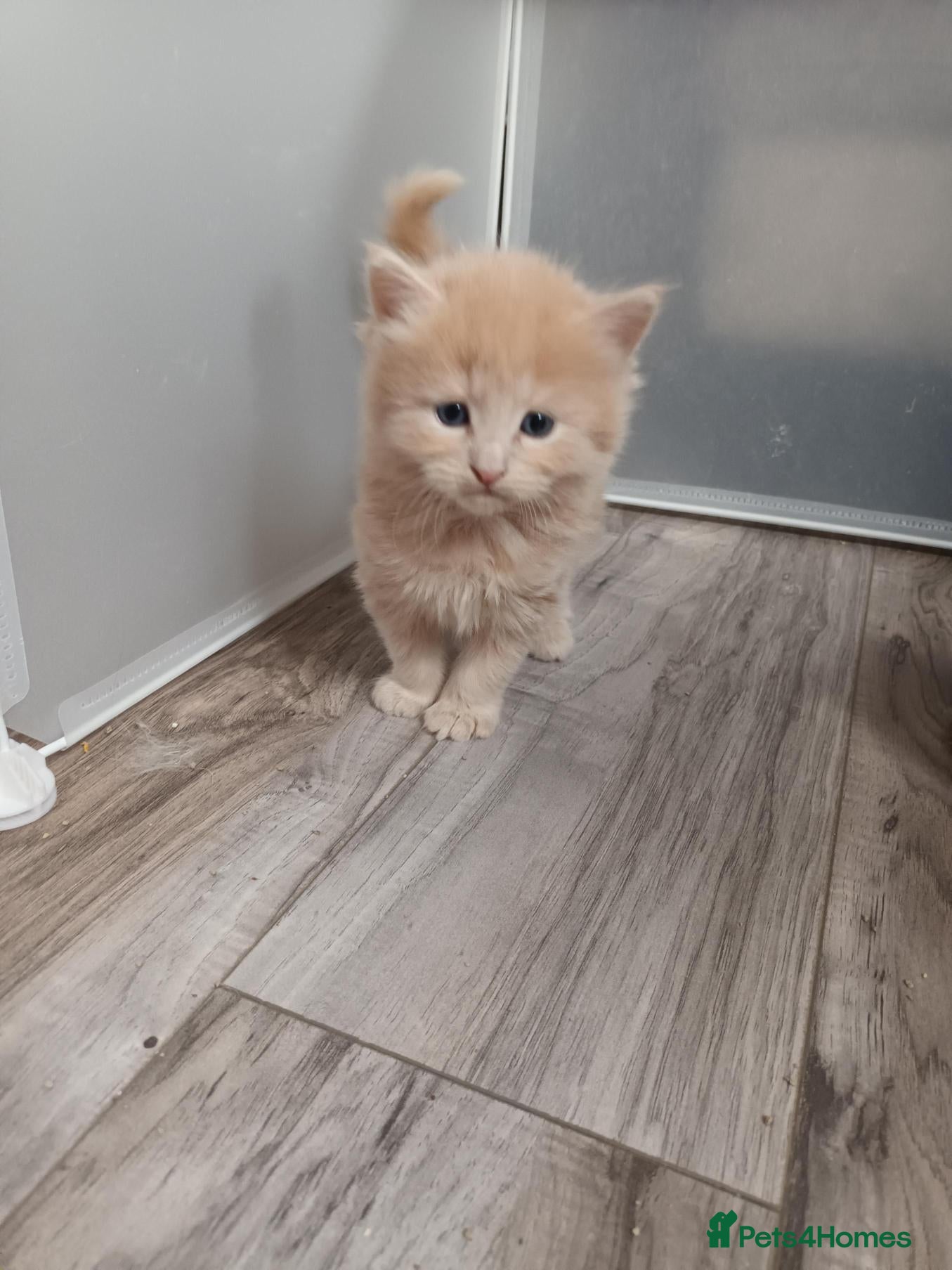 Ragdoll cats for sale: Stunning litter of Ragdoll cross kittens - Advert 4