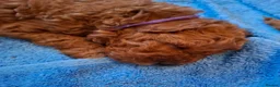 Cavapoo dogs for sale: Ready now. Deep Red Superb Cavapoo pups F1b - Advert 37