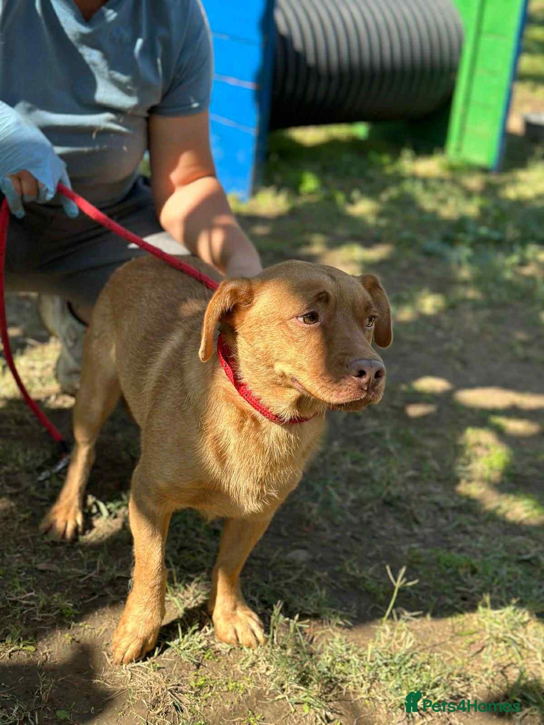 Mixed Breed dogs for adoption: 🐾 Mokka – a little boy with a gentle soul 🐾 - Image 6