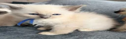 Ragdoll cats for sale: Beautiful ragdoll kittens ready now - Advert 4