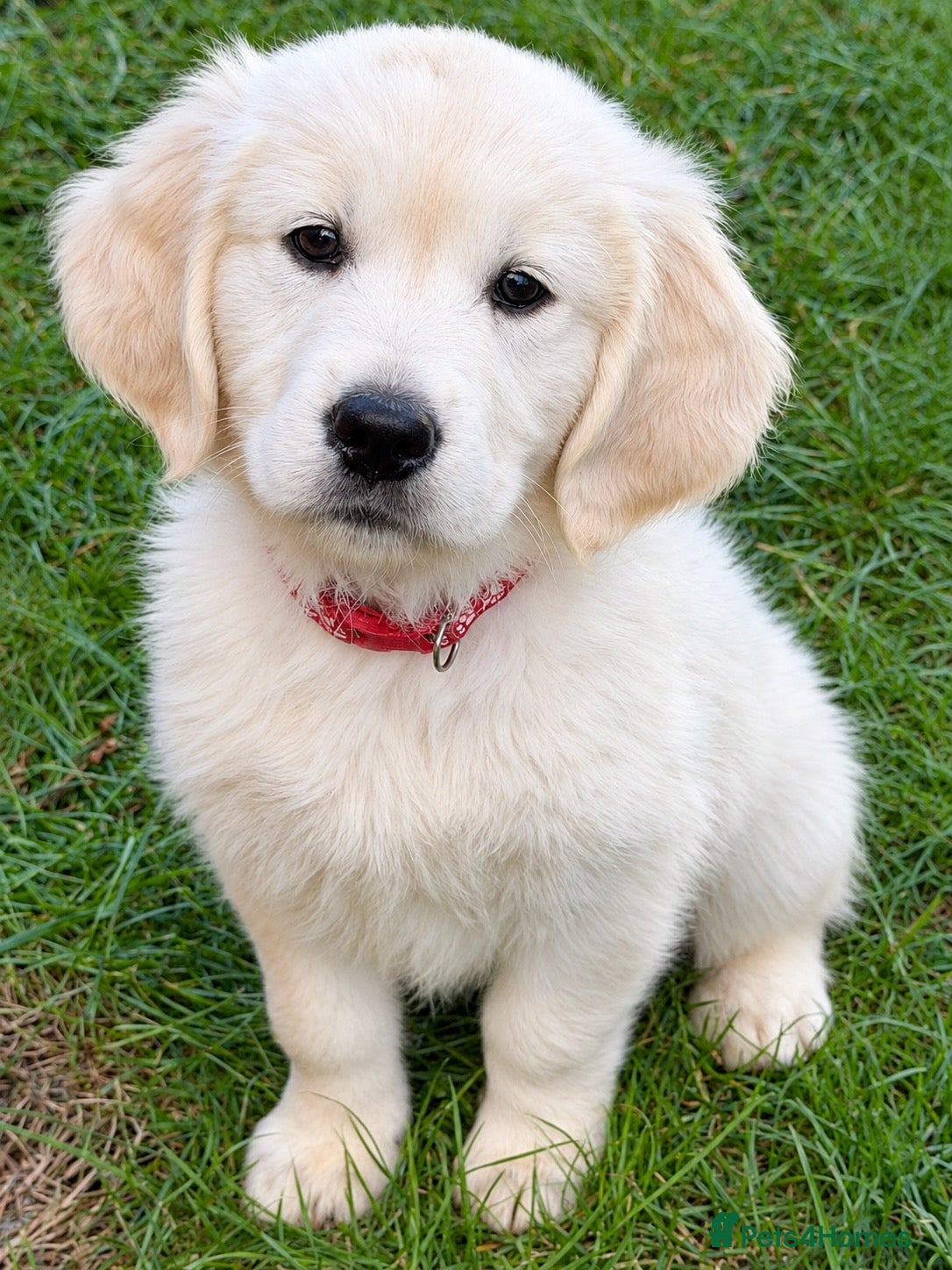 Golden Retriever dogs  Stunning KC Registered Golden Retriever puppies  - Advert 4