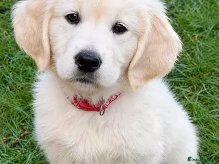 Golden Retriever dogs Stunning KC Registered Golden Retriever puppies - Advert 4