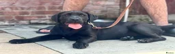 Cane Corso dogs for sale: 1 male 1 female cane  in Romford - Advert 23