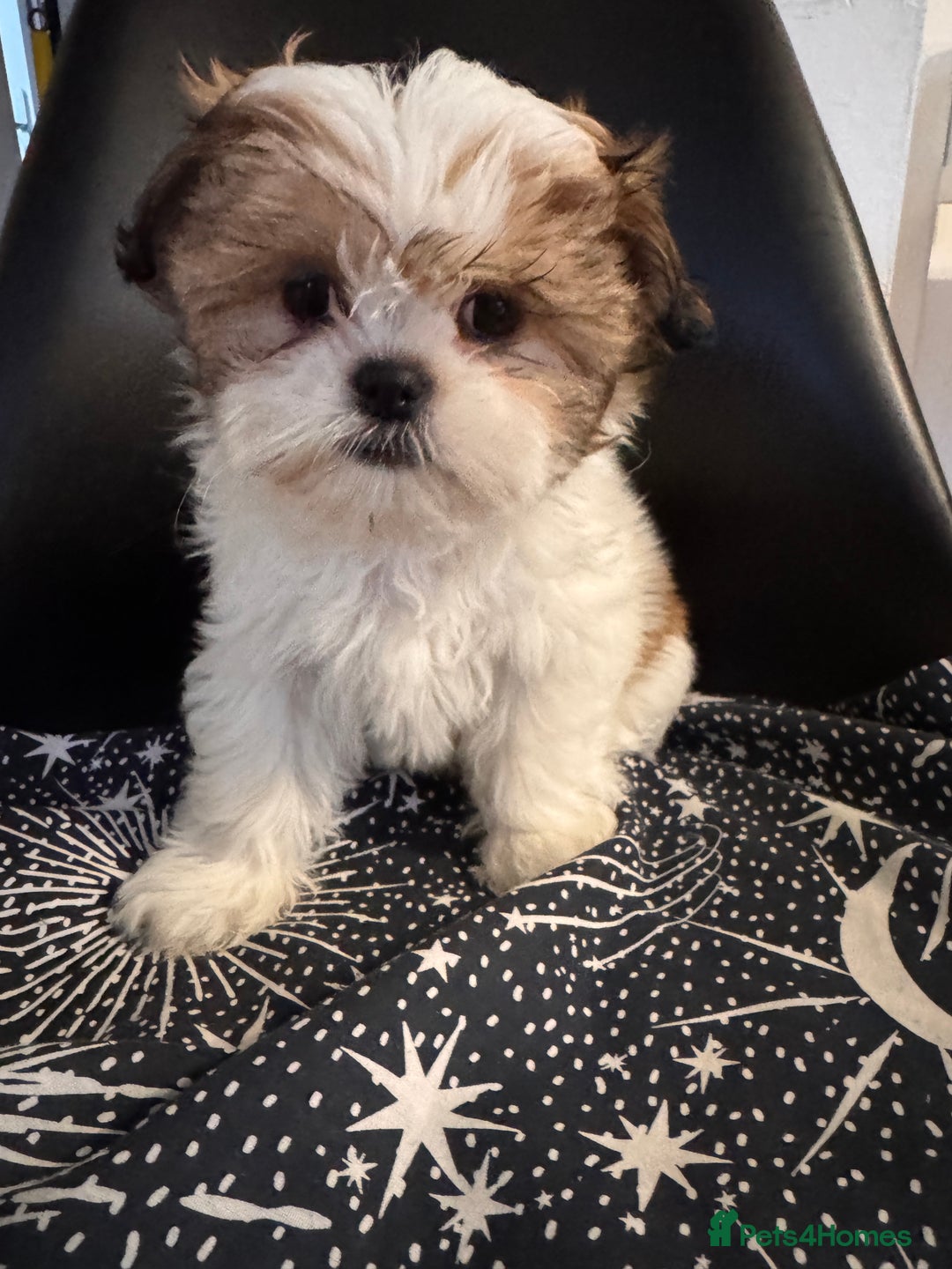 Shih Tzu dogs for sale: ShihTzu Puppies Ready for Their Forever Homes Soon - Image 12