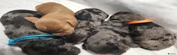 Cocker Spaniel dogs for sale: Cocker spaniel pups!  in Mexborough - Advert 4