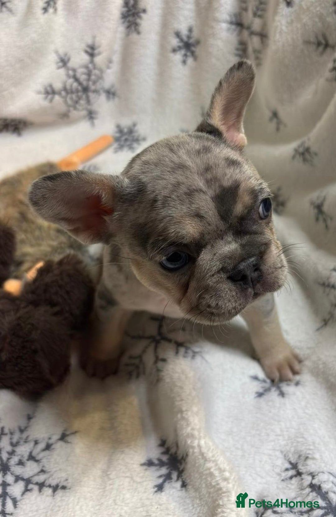 French Bulldog dogs for sale: Gorgeous French Bulldog Puppies - Advert 15