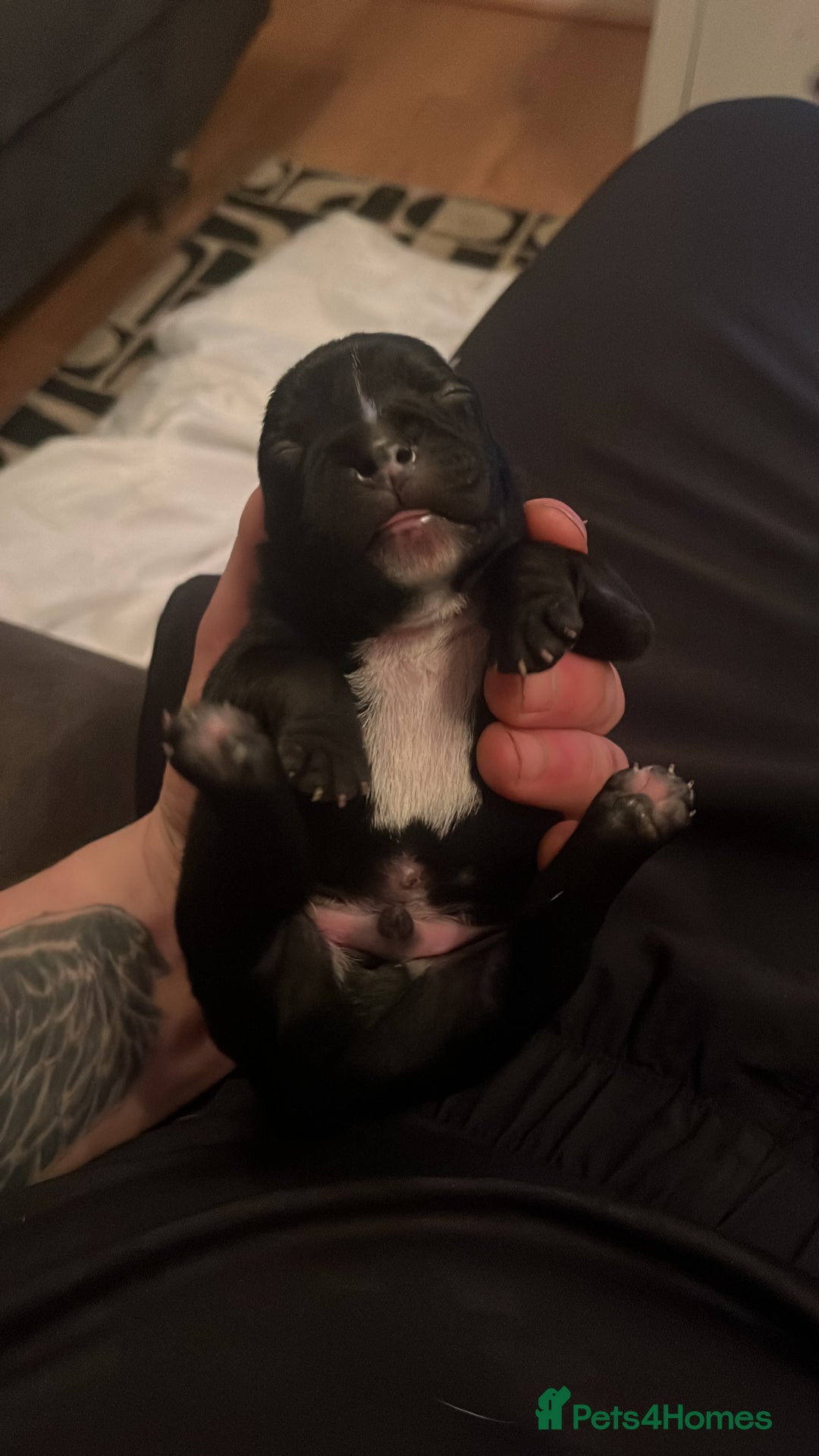 Staffordshire Bull Terrier dogs for sale: Champion bloodline 🏆 kc registered staffy pups  - Advert 10