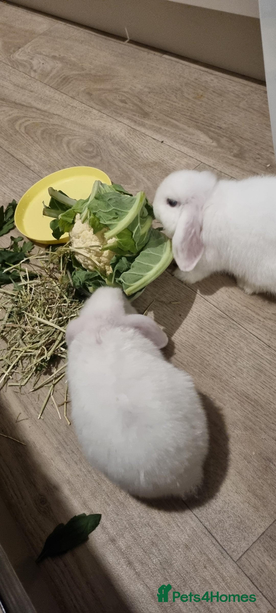Mini Lop rabbits for sale: 2 mini lop rabbits  - Advert 2