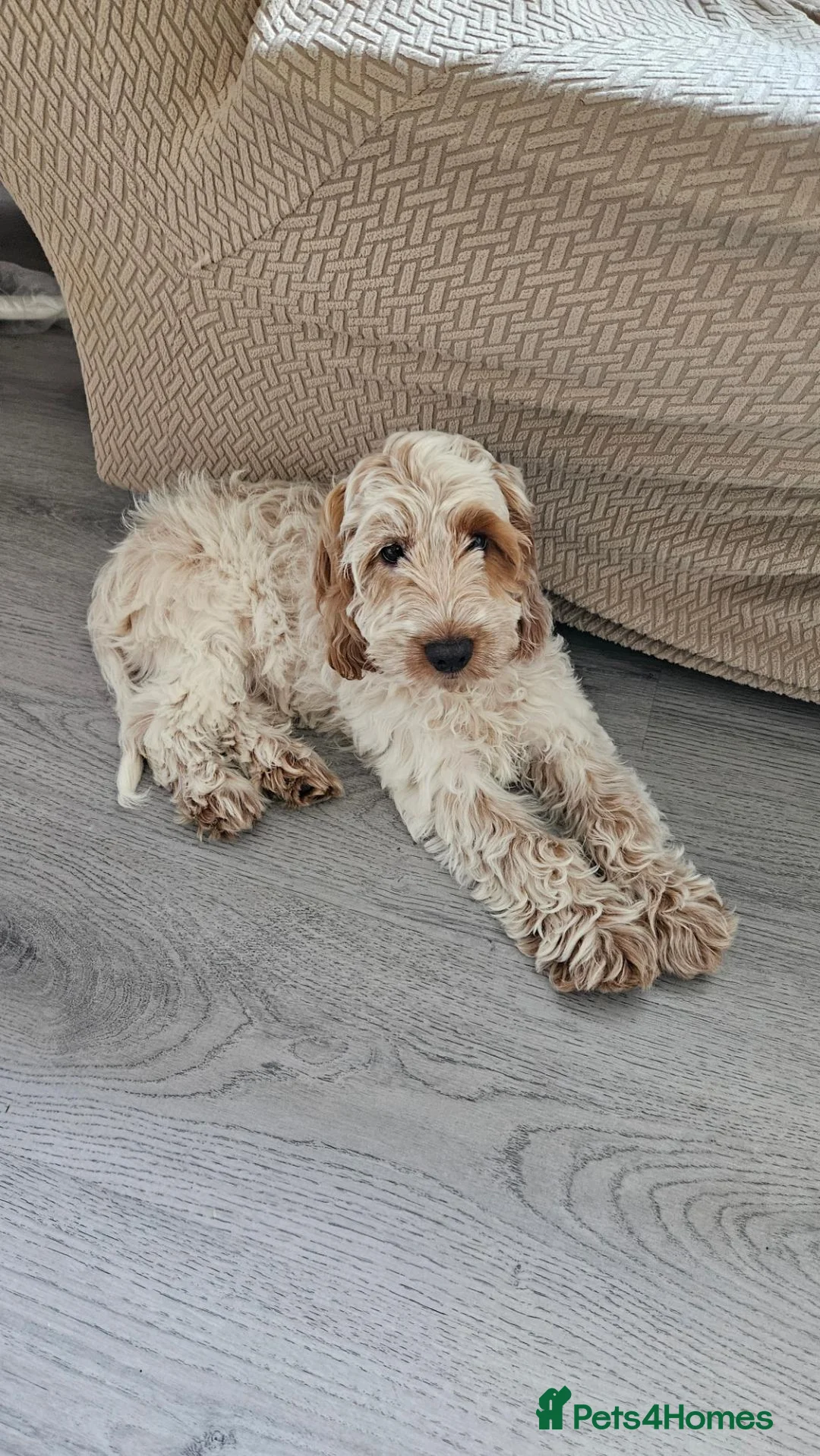 Cockapoo dogs for sale: Beautiful lemon and white cockapoo - Advert 2