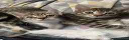 Mixed Breed cats for sale: 2 beautiful kittens  - Advert 4