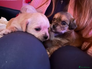 Mixed Breed dogs 2 girls left (blonde/dark) / Cavachon x Chihuahua - Advert 5