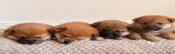 Japanese Shiba Inu dogs for sale: Health tested champion bloodline small size Shiba  - Advert 7