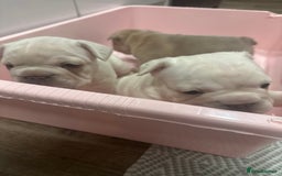 French Bulldog dogs for sale: Platinum  **  French bulldog female  - Image 4