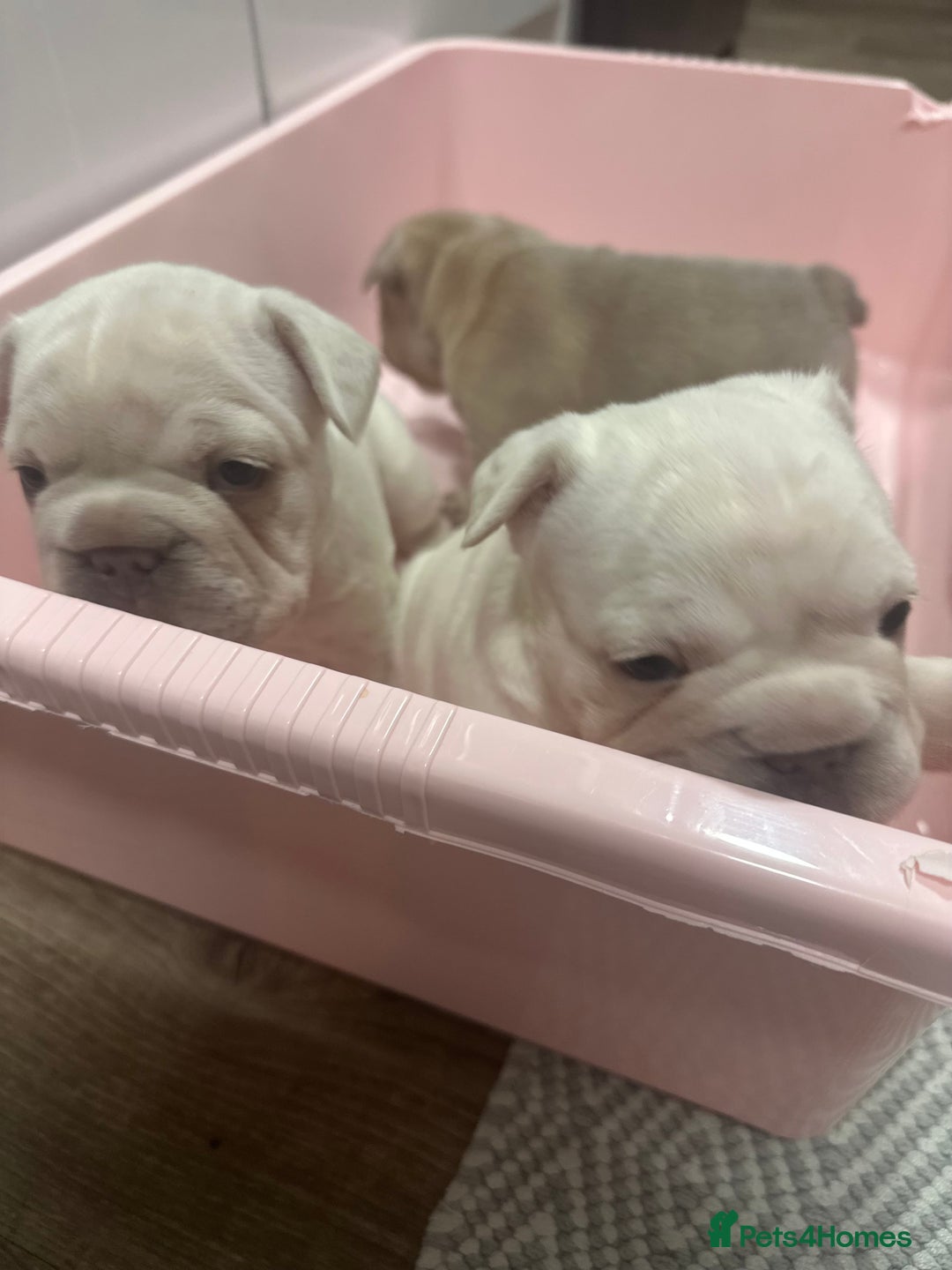 French Bulldog dogs for sale: Platinum  **  French bulldog female  - Image 4