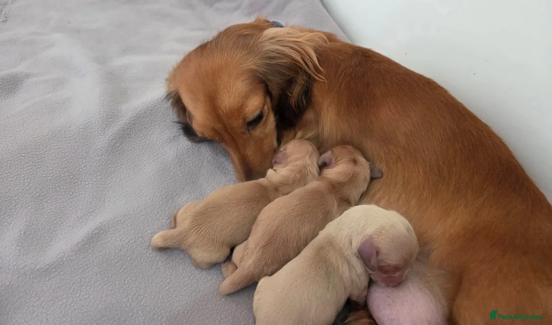 Miniature Dachshund dogs for sale: Cream long haired dachshunds  in Spalding - Advert 2