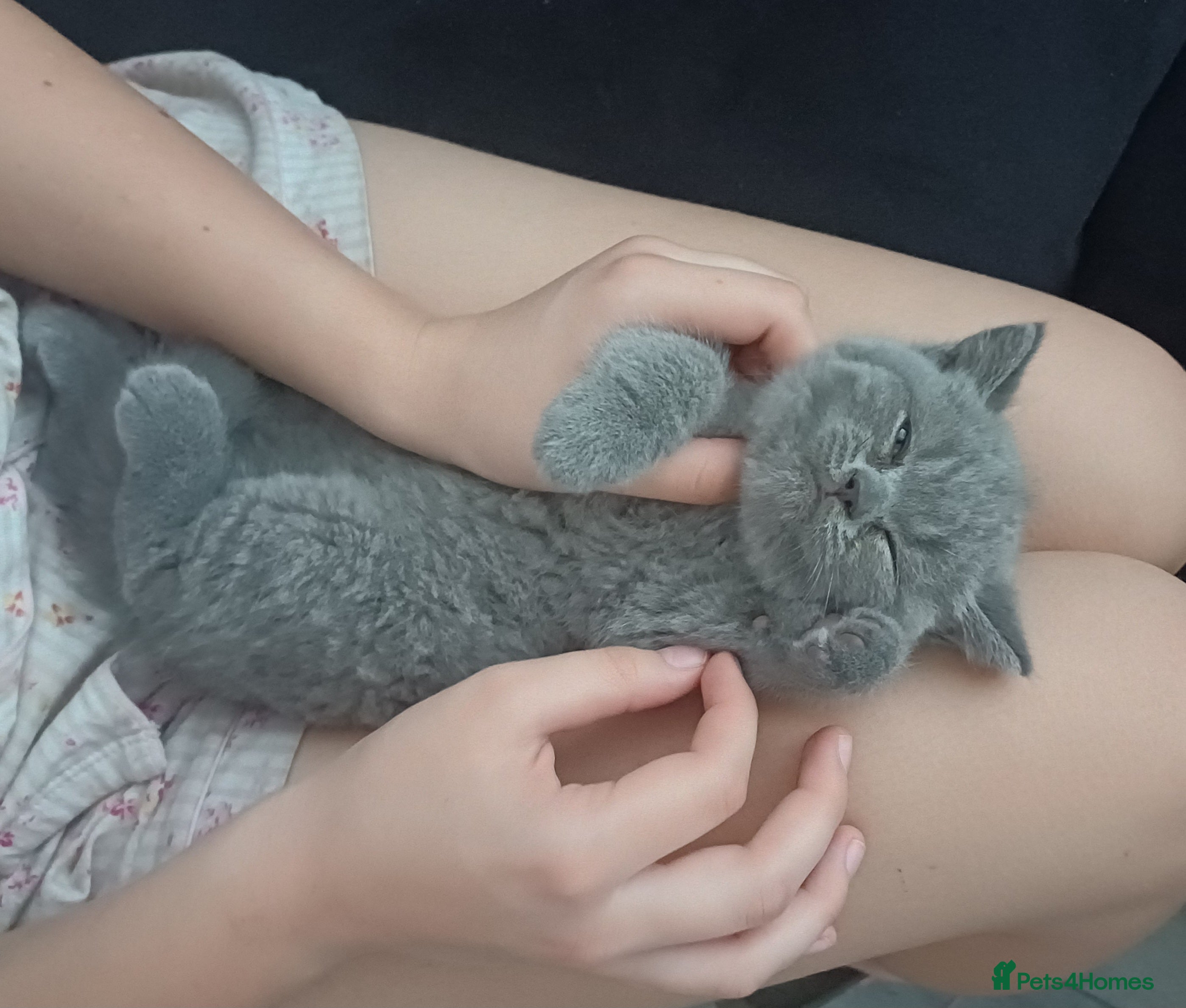 British Shorthair cats British Shorthair Kittens - Advert 2