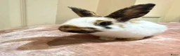 Mixed Breed rabbits for sale: Beautiful Tri-Coloured Buck in Keighley - Advert 2