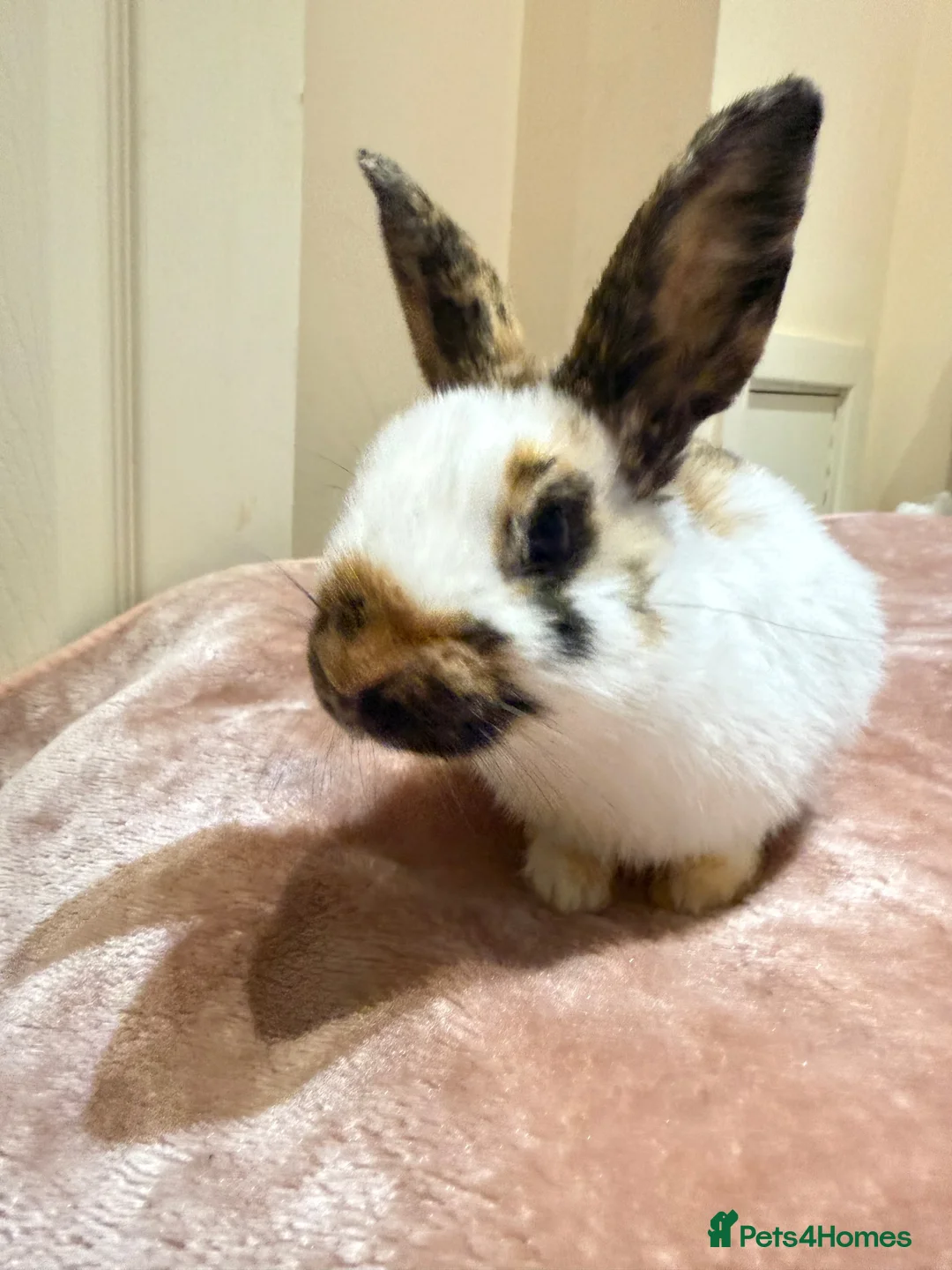 Mixed Breed rabbits for sale: Beautiful Tri-Coloured Buck in Keighley - Advert 2