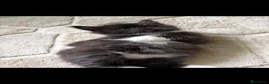 Domestic Shorthair Kitten 2