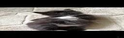 Domestic Shorthair cats for sale: Beautifull Kittens - Advert 12